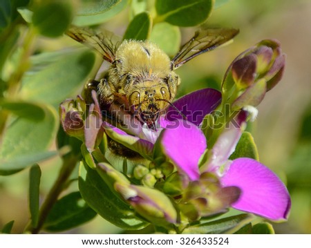 A male Carpenter Bee on a pink flower in South Africa