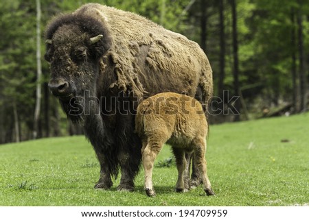 A female buffalo feeds its offspring