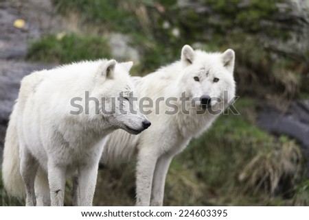 Pair of arctic wolves