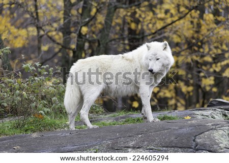 Arctic Wolves (Wolf)