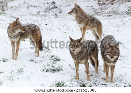 Pack of coyotes in winter