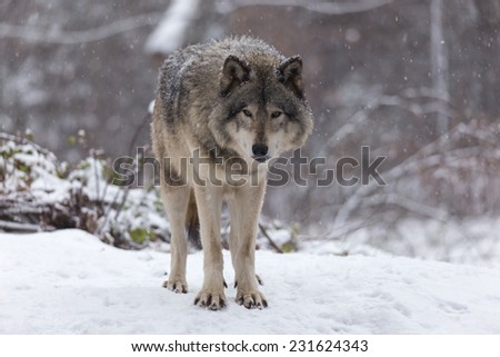 Lone Timber wolf in a winter scene