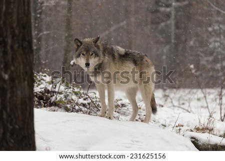 Grey Wolf (Timber Wolf)