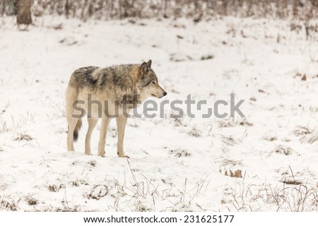 Grey Wolf (Timber Wolf)