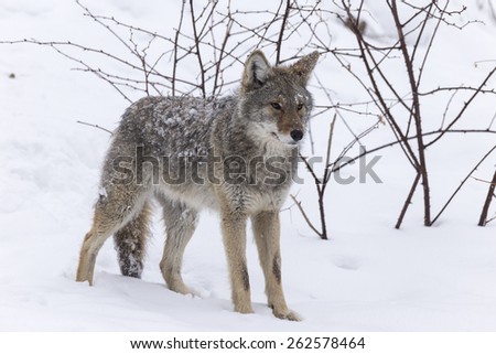 Lone Coyote in a winter scene Lone Coyote in a winter scene
