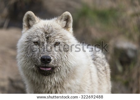 A lone Arctic Wolf in the fall season