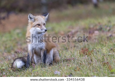 A Red Fox in the fall