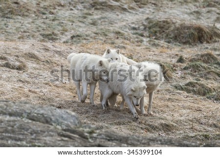 Arctic Wolf in fall