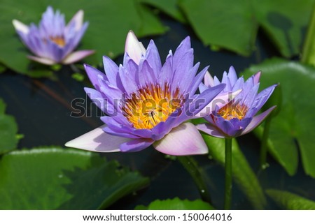 Three purple water lily