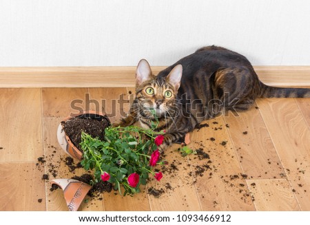 Domestic cat breed toyger dropped and broke flower pot with red roses and looks guilty. Concept of damage from pets.