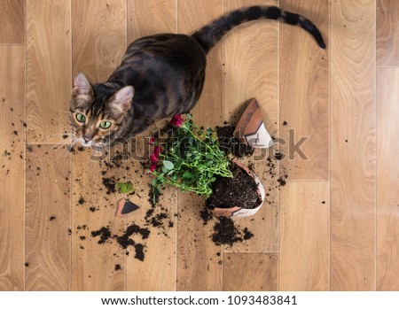Domestic cat breed toyger dropped and broke flower pot with red roses and looks guilty. Concept of damage from pets. Top view.