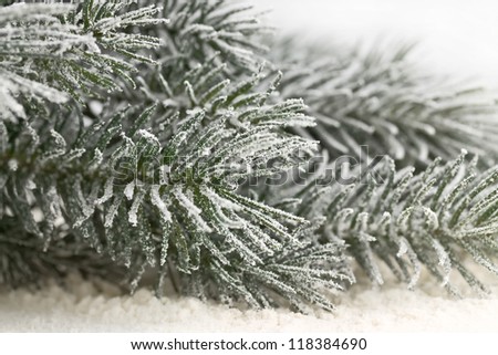 snow-covered fir branches on the powder snow