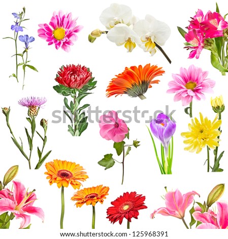 Collage of blooming flowers isolated on white background