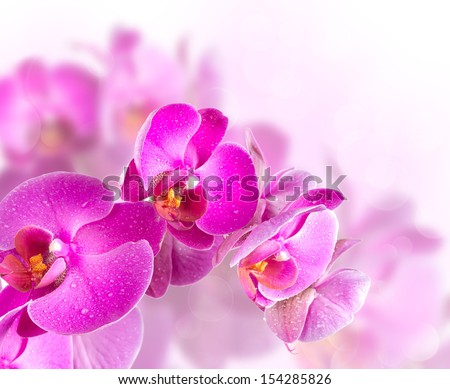 Flower blossoming orchids on a blurred background