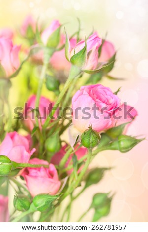 Flower roses background with soft pink color and blur style