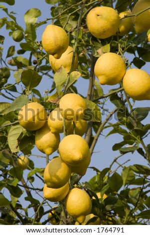 Lemons on a lemon tree in Murcia, Spain.