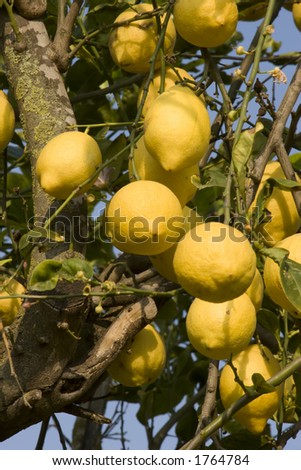 Lemons on a lemon tree in Murcia, Spain.