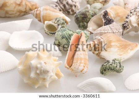 Multiple Sea Shells against a plain background