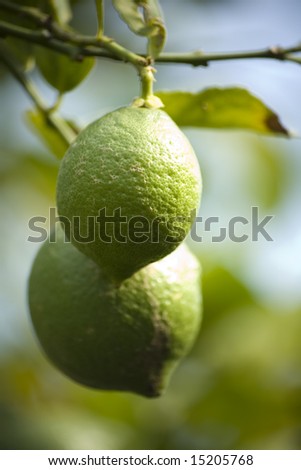 Multiple lemons on a Lemon tree.