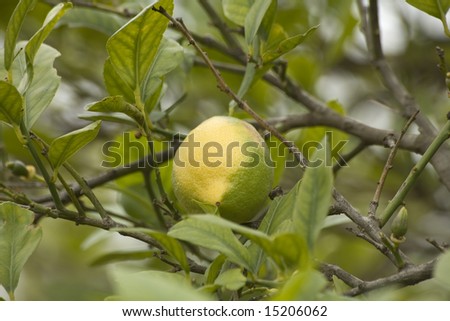 A lemon growing on a Lemon tree.
