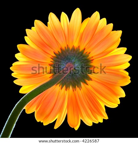 Revers side of red-yellow back lighting gerber (african daisy) on a black background