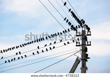 Many birds sit on wires on a background of the blue sky with clouds