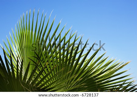 Pattern from palm leaves (as a grid) on a background of the blue sky