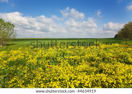 Glade with yellow and red flowers. On a background trees, a field and the sky with clouds