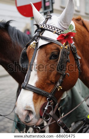 Head of brown horse with harness and red flower in Wien