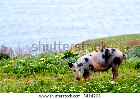 Spotty Pig