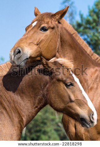 Two Horses Hugging