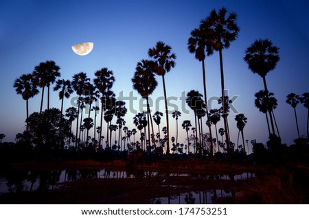 Palm Asia Twilight With Half Moon