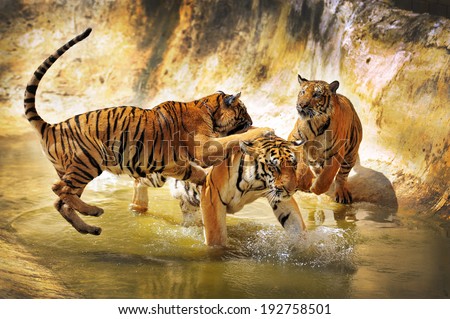 Two tigers fighting in the water. The picture was taken in the Tiger Temple, Thailand