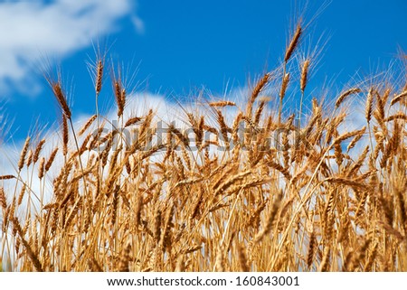 Golden brown wheat crop at a rural settlement in the Peruvian Andes, South America.