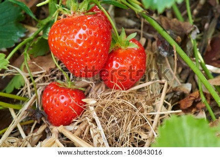 Ripe fresh strawberries growing at a fruit farm