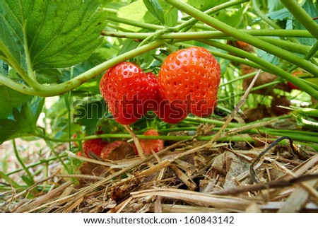 Ripe fresh strawberries growing at a fruit farm