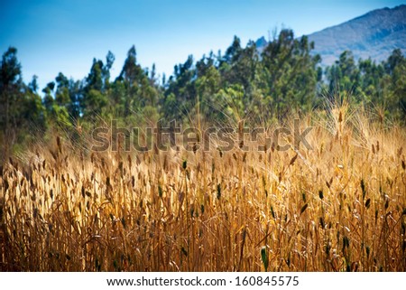 Golden brown wheat crop at a rural settlement in the Peruvian Andes, South America.