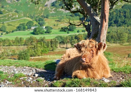 Highland Cattle Calf lying down beside a country track leading to Low Hall Garth, Lake District.