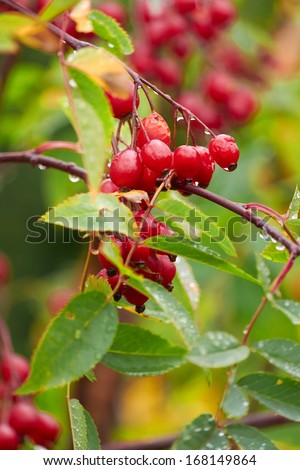Red winter berries Northumberland, England, UK.
