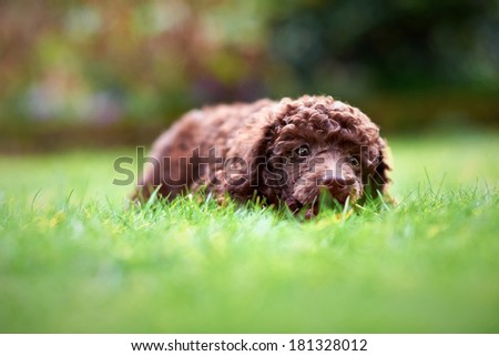 A miniature poodle puppy lying on the grass in the garden chewing a stick.