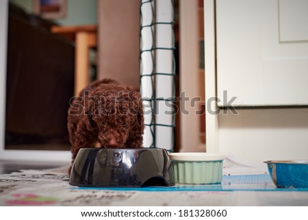 A miniature poodle puppy eating his dinner.