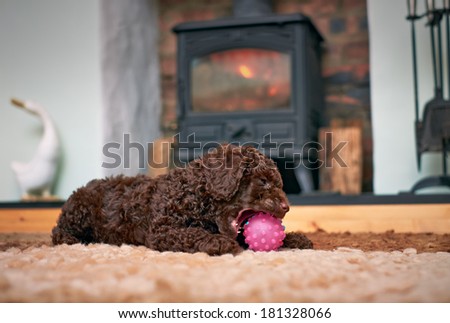 A playful miniature poodle puppy with a pink ball.
