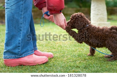 Lead and clicker training for a miniature poodle puppy in the garden.