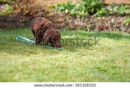 Lead training for a miniature poodle puppy in the garden.