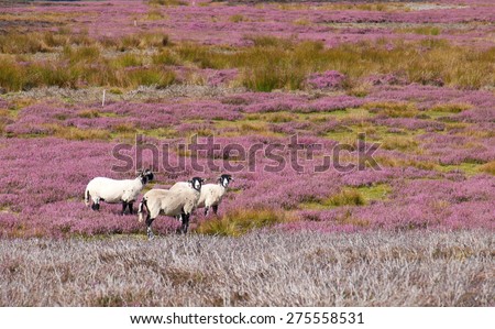 Three sheep amongst the heather moors, Blanchland, English Countryside. Northumberland, England, UK.
