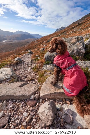 A dog taking in the mountain view below the summit of Beinn Eighe in the Scottish Highlands.