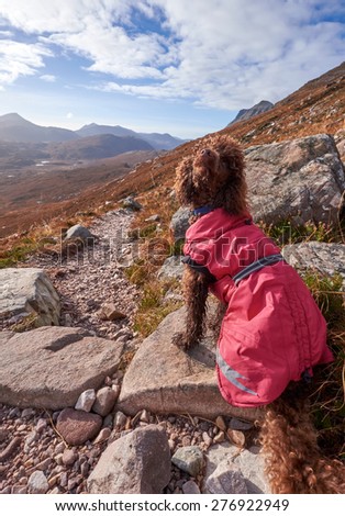 A dog taking in the mountain view below the summit of Beinn Eighe in the Scottish Highlands.