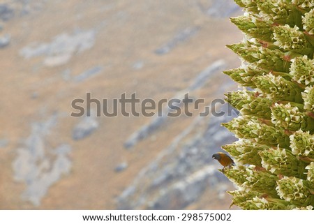 A finch feeding on a Puya Raimondii Plants high up in the Peruvian Andes.