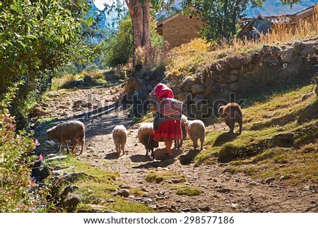 Looking after livestock in a rural settlement in the Peruvian Andes, South America.