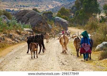 Andean family taking their live stock to grazing pastures in the Andes, Peru, South America